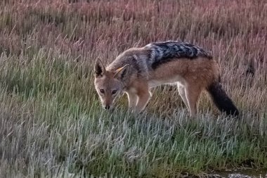 Namibya 'da çalılıklarda çakal, Canis mesomelas, akşam