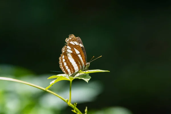Himalayn Sergeant Athyma Opalina Brauner Und Weißer Schmetterling Indien — Stockfoto