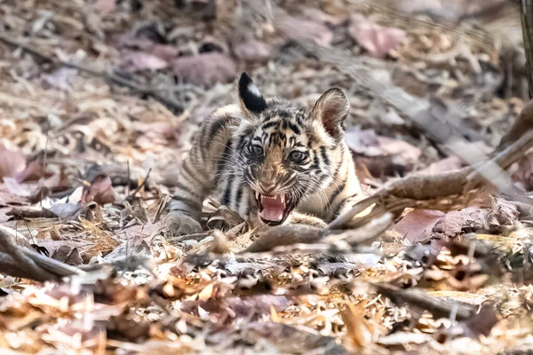 インドのマディヤ プラデーシュ州の森で2ヶ月前に野生の赤ちゃんトラが — ストック写真