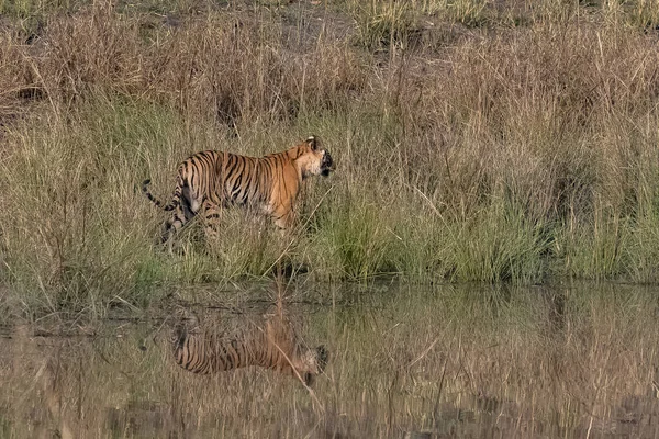 A tiger walking near a lake in India, Madhya Pradesh, with reflection on water
