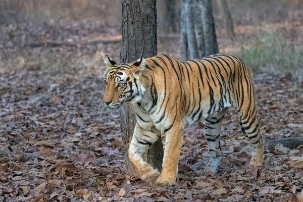 Тигр Гуляющий Лесу Индии Мадхья Прадеш — стоковое фото