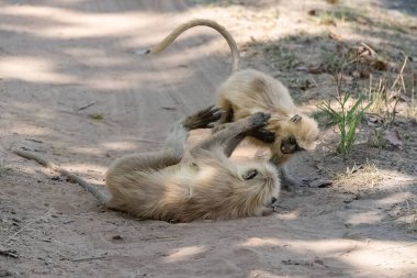 Gri langurlar, birlikte oynayan iki maymun, komik tavırlar, Hindistan 'da, Madhya Pradesh