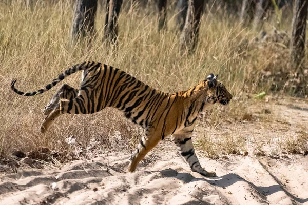 Jovem Tigre Correndo Atrás Uma Presa Floresta Índia Madhya Pradesh — Fotografia de Stock