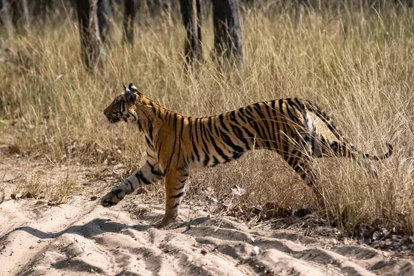 Mladý Tygr Běžící Kořistí Indickém Lese Madhya Pradesh — Stock fotografie