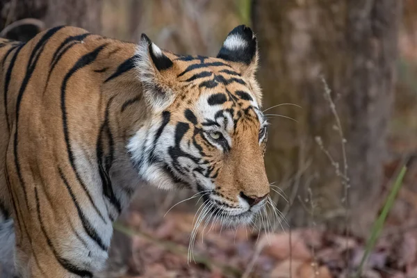 Tigre Marche Dans Forêt Inde Madhya Pradesh — Photo
