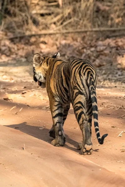 Jeune Tigre Marchant Arrière Dans Forêt Inde Madhya Pradesh Avec — Photo
