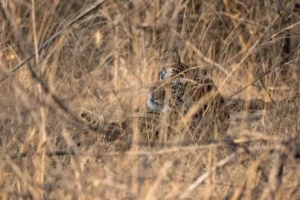 Μια Τίγρη Κρυμμένη Στο Ψηλό Γρασίδι Στην Ινδία Madhya Pradesh — Φωτογραφία Αρχείου
