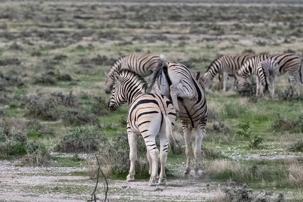 Dvě Zebry Běžící Křoví Namibii — Stock fotografie