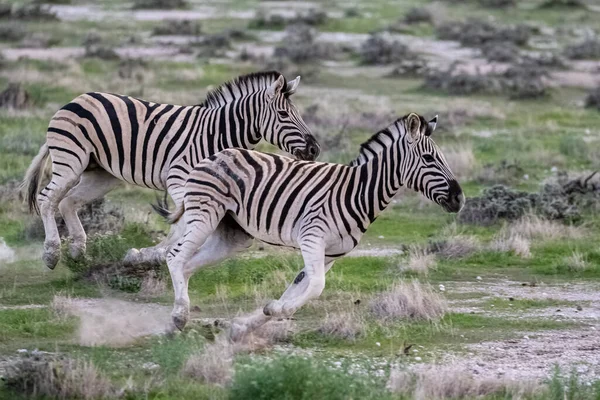 Due Zebre Che Corrono Tra Cespugli Namibia — Foto Stock