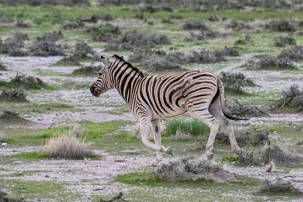 Dvě Zebry Běžící Křoví Namibii — Stock fotografie