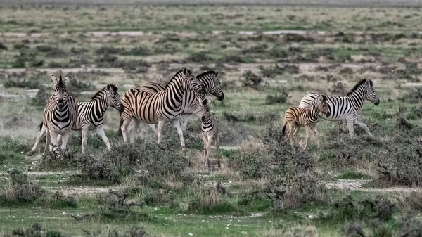 Stado Zebr Biegających Krzakach Namibii — Zdjęcie stockowe