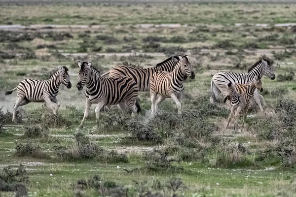 Bir Zebra Sürüsü Namibya Çalılıklarda Koşuyor — Stok fotoğraf