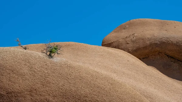 Ναμίμπια Τοπίο Στο Damaraland Δέντρα Που Αναπτύσσονται Μεγάλους Βράχους — Φωτογραφία Αρχείου