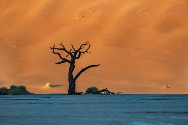 Namibya, Namib Çölü, Ölü Vadi 'deki ölü akasya, arka plandaki kırmızı kum tepeleri