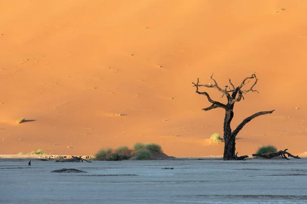 Namibië Namibische Woestijn Dode Acacia Dode Vallei Rode Duinen Achtergrond — Stockfoto