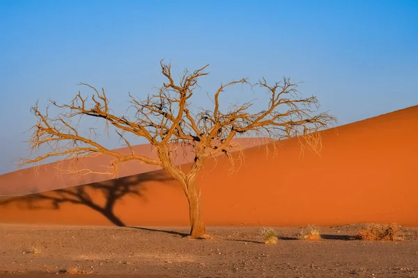 Namibia Deserto Del Namib Albero Isolato Tra Dune Rosse Sullo — Foto Stock