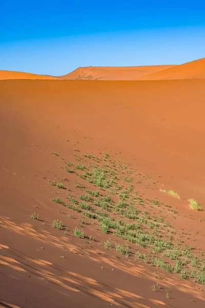Namibië Namibische Woestijn Gras Rode Duinen Achtergrond — Stockfoto