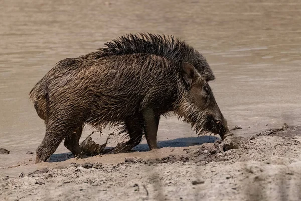 India Wild Boar Bathing Mud Portrait — стоковое фото