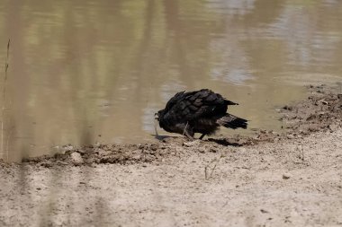İbikli Yılan Kartalı, Dökülmüş Cheela, Hindistan 'da bir gölde içen kuş.