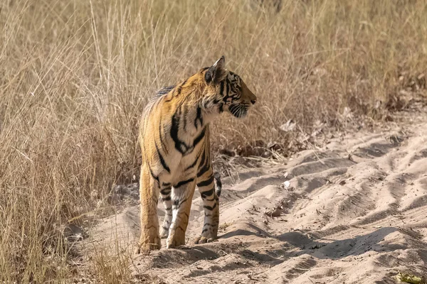 Тигр Идет Грунтовой Дороге Лесу Индии Мадхья Прадеш — стоковое фото