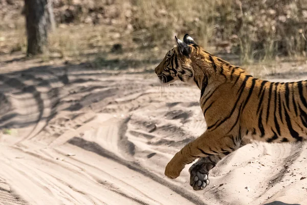 Jeune Tigre Court Après Une Proie Dans Forêt Inde Madhya — Photo