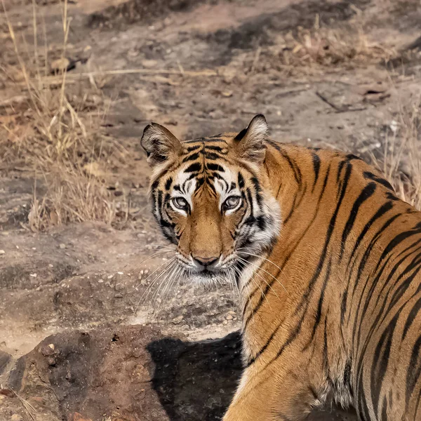 Tigre Selvagem Floresta Índia Madhya Pradesh Cabeça Retrato Perto — Fotografia de Stock