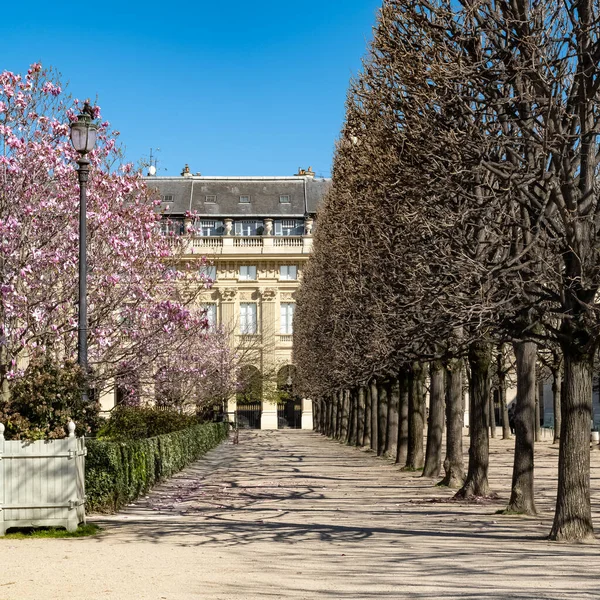 Paris Der Palais Royal Die Rosafarbenen Magnolien Garten — Stockfoto