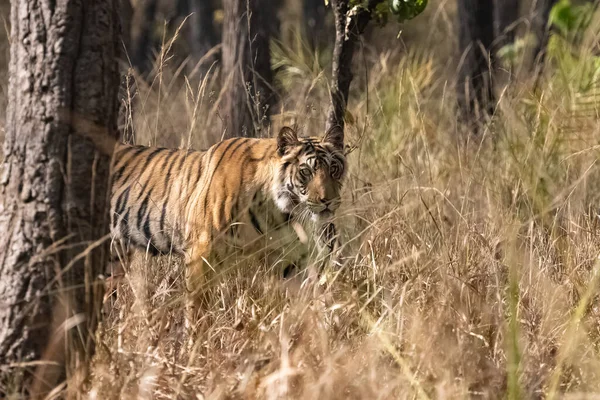 Tigre Caminhando Floresta Índia Madhya Pradesh — Fotografia de Stock