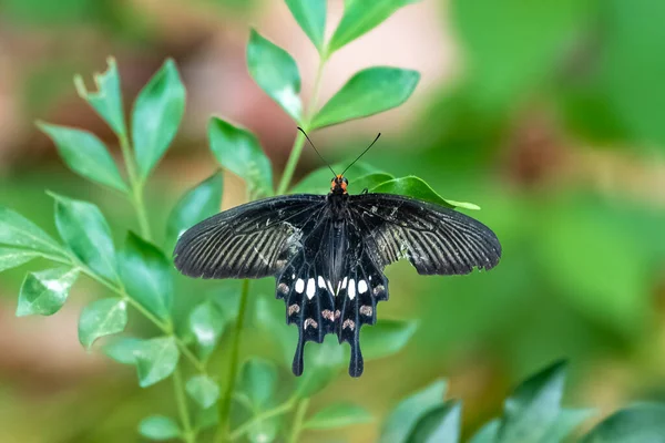 Büyük Bir Mormon Papilio Memnon Hindistan Daki Siyah Kelebek — Stok fotoğraf