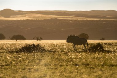 Namibya, savanda duran gnu, arka planda kırmızı dağ