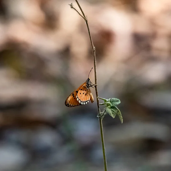 Coster Tawny Acraea Terpsicore Bela Borboleta Índia — Fotografia de Stock