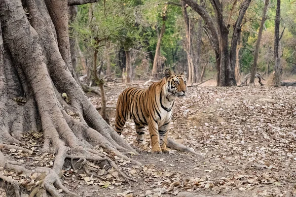 Tigre Selvagem Floresta Índia Madhya Pradesh Retrato Perto — Fotografia de Stock