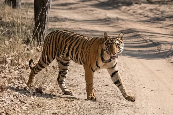 Tigre Caminhando Uma Estrada Terra Floresta Índia Madhya Pradesh — Fotografia de Stock