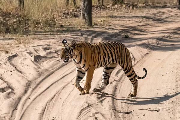 Tigre Marchant Sur Chemin Terre Dans Forêt Inde Madhya Pradesh — Photo