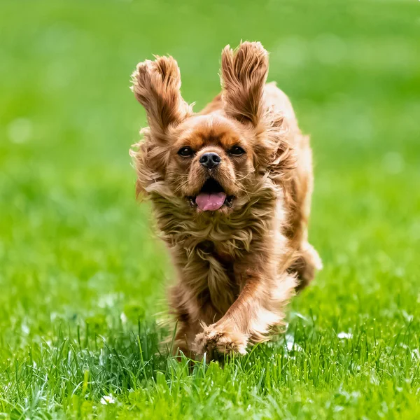 Dog Cavalier King Charles Ruby Puppy Running Nature — Fotografia de Stock