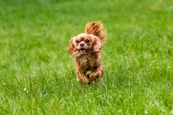 Dog Cavalier King Charles Ruby Puppy Running Nature — Stock Fotó