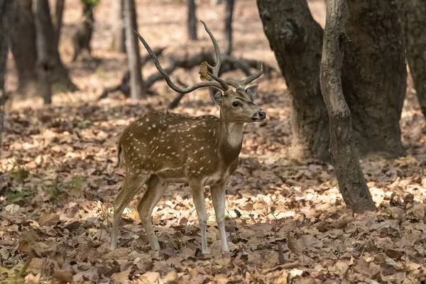 Spotted Rusa Berdiri Hutan India Indah Laki Laki Dengan Tanduk — Stok Foto