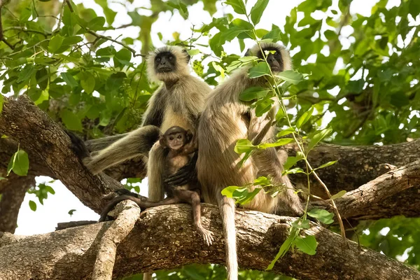 Γκρι Langurs Κάθεται Ένα Υποκατάστημα Μαϊμούδες Ένα Μωρό Την Ινδία — Φωτογραφία Αρχείου