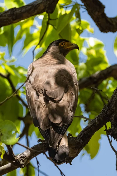 Besra Sparrowhawk Tree India Accipiter Virgatus Bird Prey — ストック写真