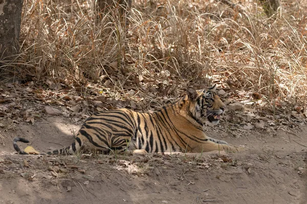 Wild Tiger Lying Forest India Madhya Pradesh Close Portrait — стоковое фото