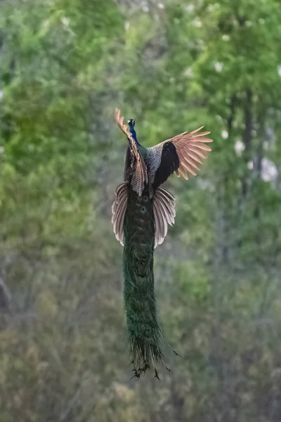 Indian Peafowl Pavo Cristatus Flying Forest India — Stock Photo, Image