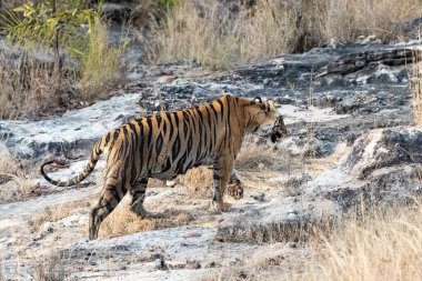 Hindistan 'da kayalıklarda yürüyen bir kaplan, Madhya Pradesh