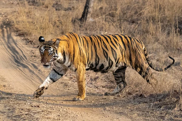 Tigre Caminhando Sobre Rochas Floresta Índia Madhya Pradesh — Fotografia de Stock