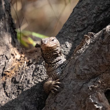 Bengal monitörü, Varanus Bengalensis, Hindistan 'da bir ağaçtaki delikte gizlenmiş kertenkele.