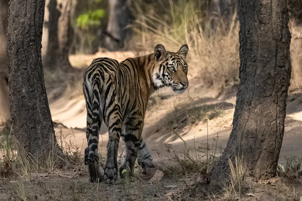 Wild Tiger Standing Forest India Madhya Pradesh Close Portrait — 스톡 사진