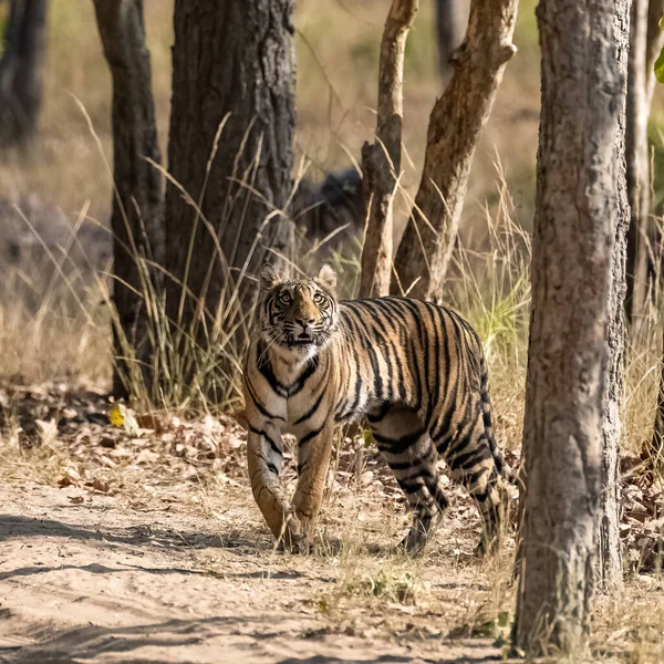 Tigre Que Cuida Una Presa Bosque India Madhya Pradesh — Foto de Stock