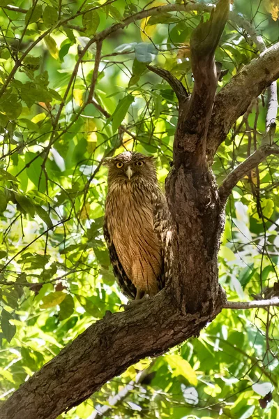 Indian Eagle Owl Bubo Bengalensis Dravý Pták Stojící Stromě Indii — Stock fotografie