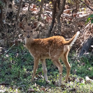 Hindistan 'da ormanda duran benekli bir geyik, genç bir hayvan.
