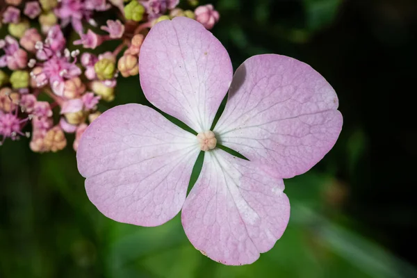 An hydrangea flower in summer, pink flower, macro