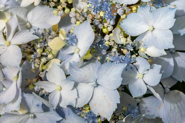Hortensia Blomma Sommaren Blå Blomma Makro — Stockfoto